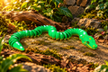 Green Tree Python