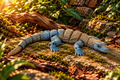 Komodo Dragon