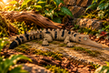 Gharial Croc