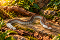 Rattle Snake