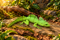 Basilisk lizard