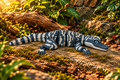 Alligator