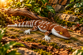 Bearded Dragon