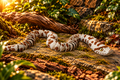 Hognose Snake